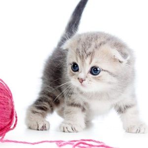 Meet your Posher, Abigail